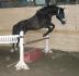 Mon Gros Loulou samuse a sauter 
