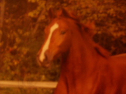 Y ressemble bin trop a Man Atwork a mon ranch sa pas de sens