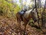 couleurs d'automne