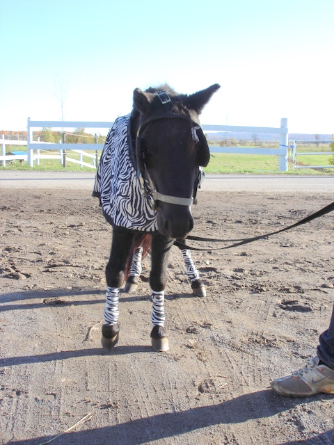 Philomène toute en beauté.... Ahh mini cheval je t'aime