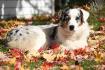 Fuzzy dans les feuilles...