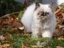 Rubis mon chat !