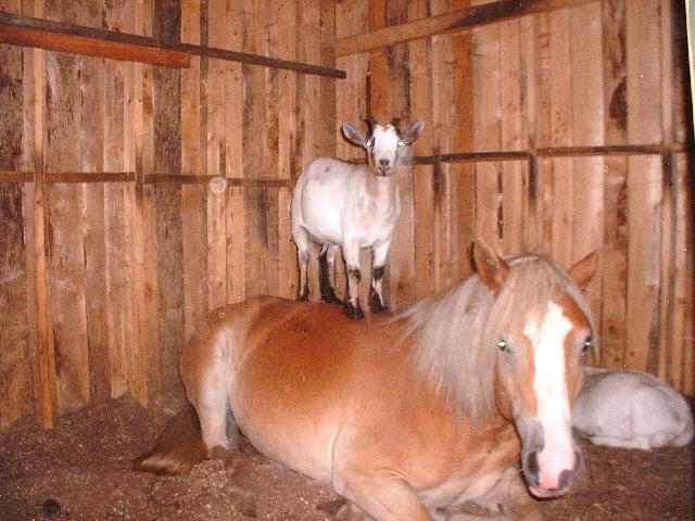 Bruce, Mistelle et Fleurette