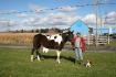 Pour l'halloween, une pic du cheval de mon amie d&eacute;guis&eacute;!!