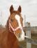 Jolly le quarter horse  de ma nièce Roxanne