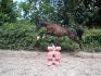 mon trotteur a l'obstacle