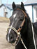 Cheval noir