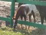mon petit cheval ;p