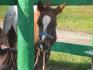 mon petit cheval ;p