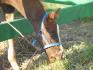 mon petit cheval encore ;p