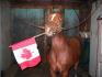 Un cheval canadien