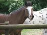 Calin