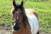 apache (apichou !!) poney de 14,1  main !