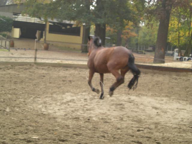 Poney. Voici Dolette une ponette de mon club en train de se défouler !