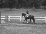 je nest  pas le meuilleur cheval  mais   c telle qui ma choisie