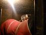 toujours le meme chat et le meme cheval mais...