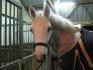 NAIGE le cheval de mon club!!