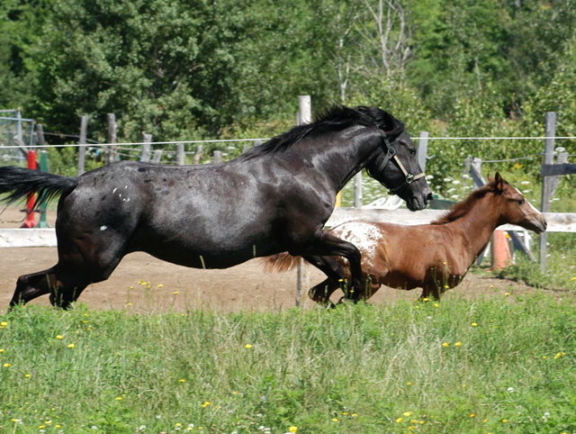 Jument, poulain. Maman fait la course avec son petit