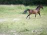 MON cheval Lelig qui nous fait une démonstration de sa vitesse !
