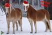 Bobbychon et Ardo vous souhaite un joyeux...