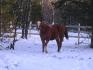 Encore la première sortie de Texas dans la neige !