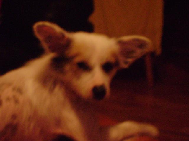 J'trouve qu'elle a l'air d'un Gremlin