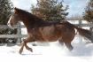 Ma jument qui s'amuse dans la neige! :)