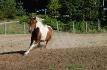 Mon cheval &Eacute;vad qui d&eacute;pense de l'&eacute;nergie ... 