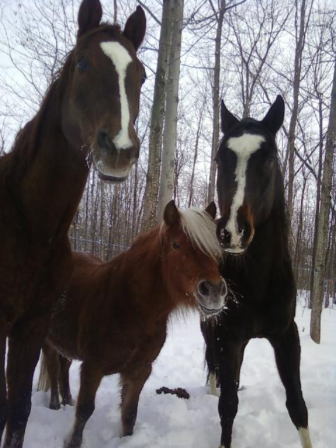 Les mousses :)