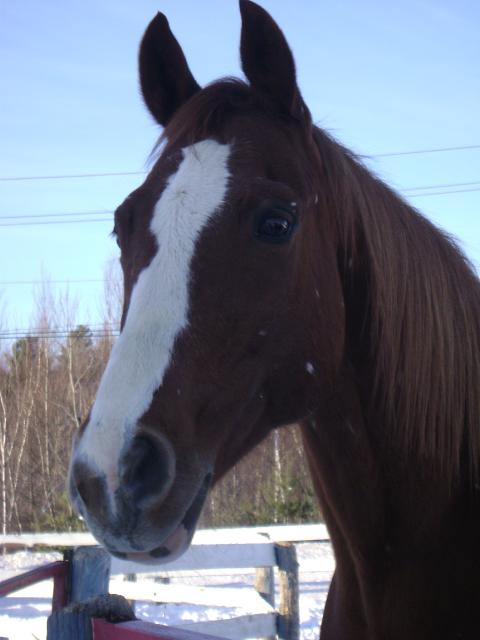 Ginger Monkey Star :)