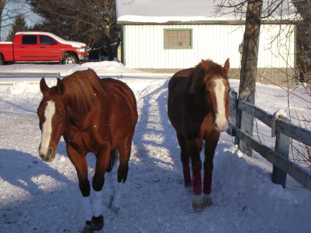 Ginger et Rudolphe