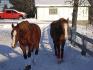 Ginger et Rudolphe