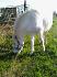 Dollye qui broute (lL)