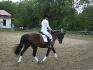 cheval de dressage au trot