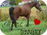 Mon warmblood de 3 ans ! ( L )