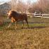 cheval au galop