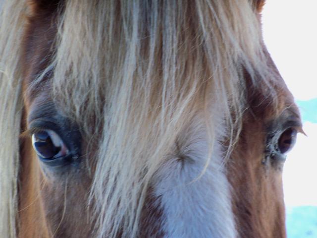 Regard d'une jument aux crins blonds