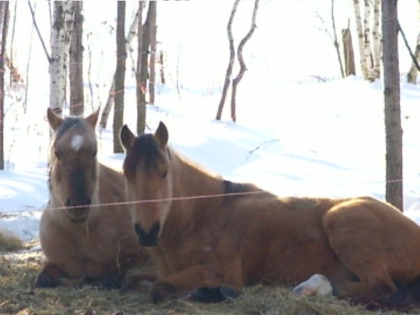 chevaux couchés sur le foin en hiver