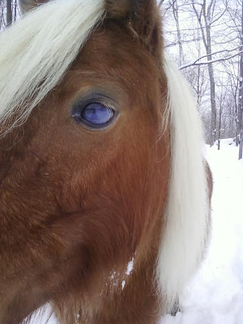 Poney. :) . Meme aveugle , cest ma Pinotte la meilleure ponette au...