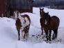 Trois chevaux attendant leur ration de foin