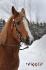 Cheval avec bride western