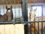 Mes 2 chevaux