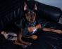 mon doberman nain Monster !!