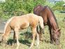 Chevaux broutant l'herbe