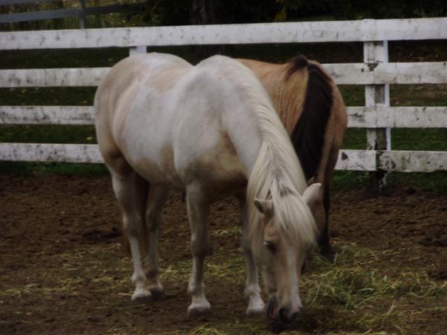 Poney. stella ponette du club ou je monte