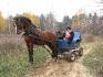 cheval bai tirant une cariole