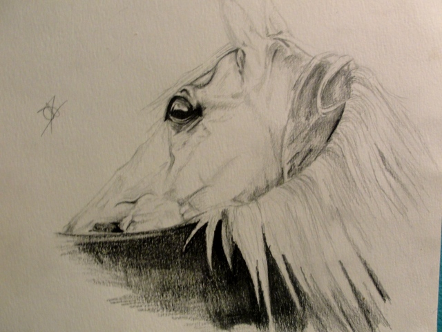 Arabe. dessin d'un cheval arabe! ca faisait un bou que javais pas...