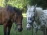 é de mais chevaux y manque le petit dernier topaze a droite...