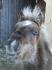 Petit  poney 5 mois
