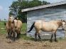3 bucksins!! Jessy, Jane et Flycka